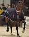 lesprit_kwpn_stallion_champion_2006