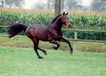 libero_h_v.landgraf_in_galop